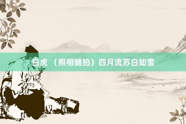 白虎 （照相随拍）四月流苏白如雪